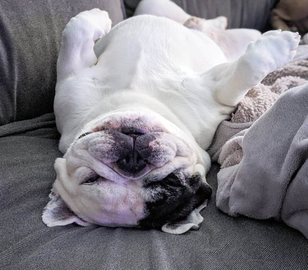 Manny The Frenchieのインスタグラム：「Monday mood 🙃」