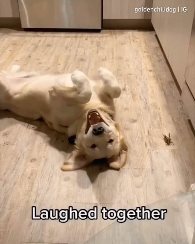 のインスタグラム：「“RIP Rupert you were a great hopper” - Want to get featured like them? Join “The Barked Club” on FACEBOOK and post something now! 👉 barked.com - 📹 @goldenchilidog - #TheBarkedClub #barked #dog #doggo #GoldenRetriever」