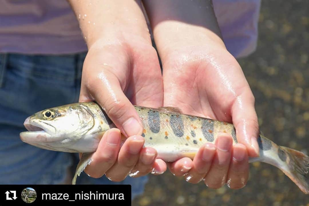 Gero City【下呂市公式アカウント】さんのインスタグラム写真 - (Gero City【下呂市公式アカウント】Instagram)「#Repost @maze_nishimura with @get_repost ・・・ #馬瀬西村 にある#水辺の館 ではあまごつかみどり体験が出来ます🐟 #下呂であそぼう  location:岐阜県下呂市馬瀬  #あまごつかみ#あまご#岐阜県#下呂#馬瀬#馬瀬川#日本で最も美しい村#日本で最も美しい村連合#里山#里山ミュージアム#田舎#田舎暮らし#自然#西村パトロール #gerostagram#下呂アンバサダー#岐阜県インスタ部#gifuphoto#gifuebooks #bestphoto_japan#visit_tokai#visitjapanjp #Nikon#instagramjapan#Japan」8月18日 5時18分 - gerostagram