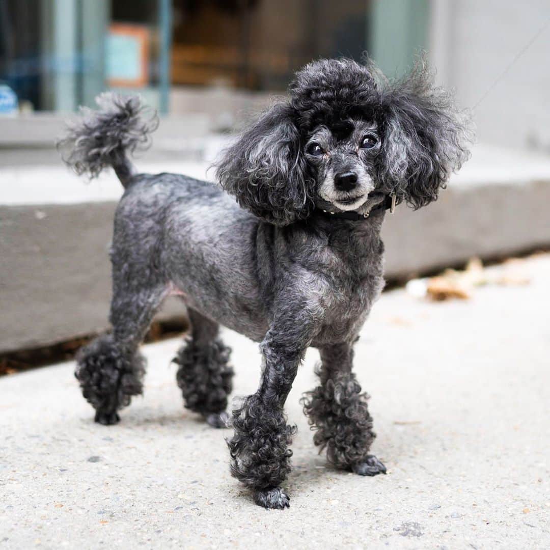 The Dogistさんのインスタグラム写真 - (The DogistInstagram)「Byki, Toy Poodle (11 y/o), Greene & Houston St., New York, NY • “She’s friendly to old ladies and little children. She goes around to everyone’s room and makes them happy.”」8月18日 5時59分 - thedogist