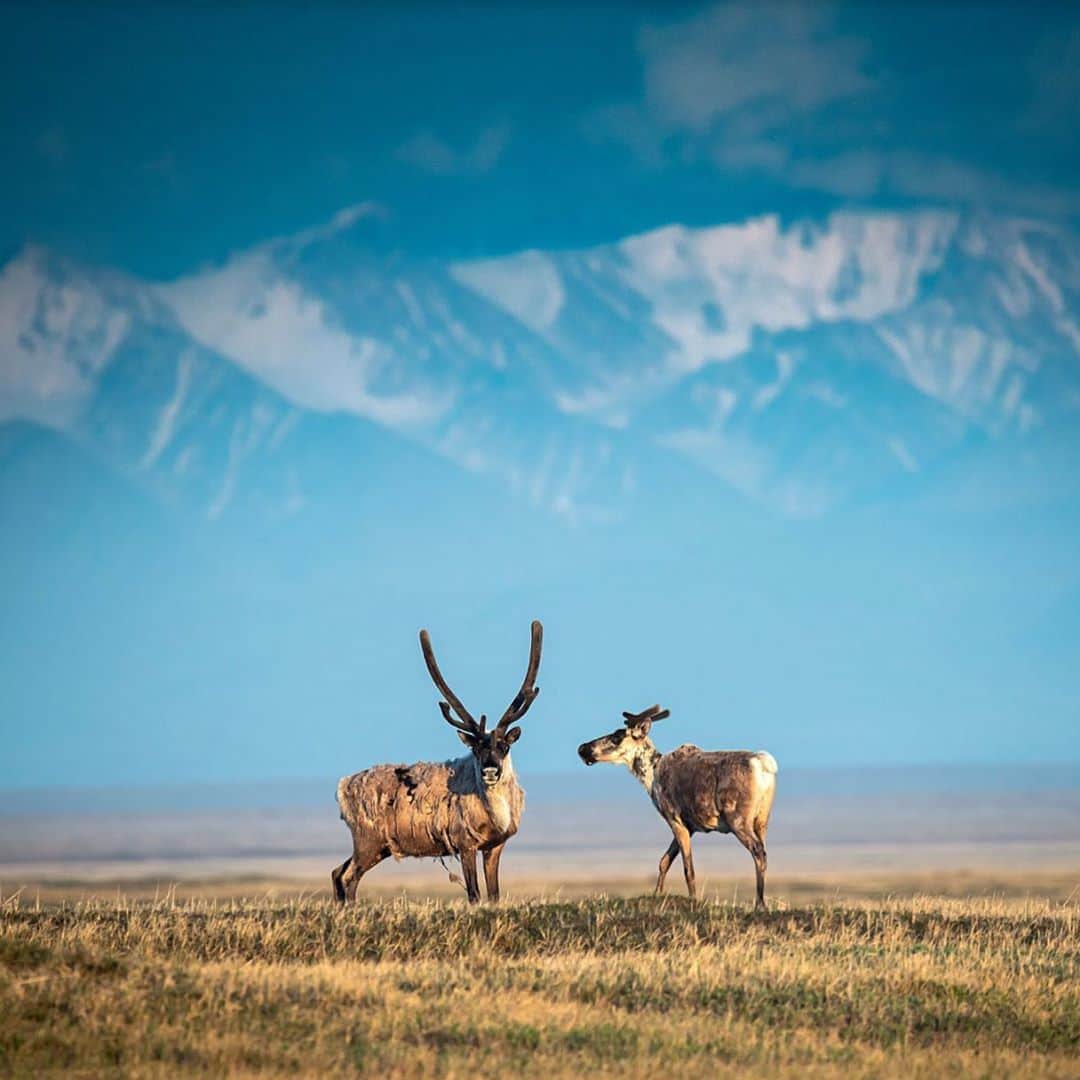 トームさんのインスタグラム写真 - (トームInstagram)「Trump Administration Finalizes Plan to Open Arctic Refuge to Drilling  The decision sets up a fierce legal battle over the fate of a vast, remote area that is home to polar bears, caribou and the promise of oil wealth.  Image: Caribou in the Arctic National Wildlife Refuge. A decision on Monday overturns six decades of protections for the largest remaining stretch of wilderness in the United States. Credit...Christopher Miller for #TheNewYorkTimes  By Brad Plumer and Henry Fountain Aug. 17, 2020  WASHINGTON — The Trump administration on Monday finalized its plan to open up part of the Arctic National Wildlife Refuge in Alaska to oil and gas development, a move that overturns six decades of protections for the largest remaining stretch of wilderness in the United States.  The decision sets the stage for what is expected to be a fierce legal battle over the fate of the refuge’s vast, remote coastal plain, which is believed to sit atop billions of barrels of oil but is also home to polar bears and migrating herds of caribou.  The Interior Department said on Monday that it had completed its required reviews and would begin preparations to auction off drilling leases. “I do believe there could be a lease sale by the end of the year,” Interior Secretary David Bernhardt said.  Environmentalists, who have battled for decades to keep energy companies out of the refuge, say the Interior Department failed to adequately consider the effects that oil and gas development could have on climate change and wildlife. They and other opponents, including some Alaska Native groups, are expected to file lawsuits to try to block lease sales. .  President Trump has long cast an increase in Arctic drilling as integral to his push to expand domestic fossil fuel production on federal lands and secure America’s “energy dominance.” Republicans have prized the refuge as a lucrative source of oil and gas ever since the Reagan administration first recommended drilling in 1987, but efforts to open it up had long been stymied by Democratic lawmakers until 2017, when the G.O.P. used its control of both houses of Congress to pass a bill authorizing lease sales.  #climatechange」8月18日 6時01分 - tomenyc