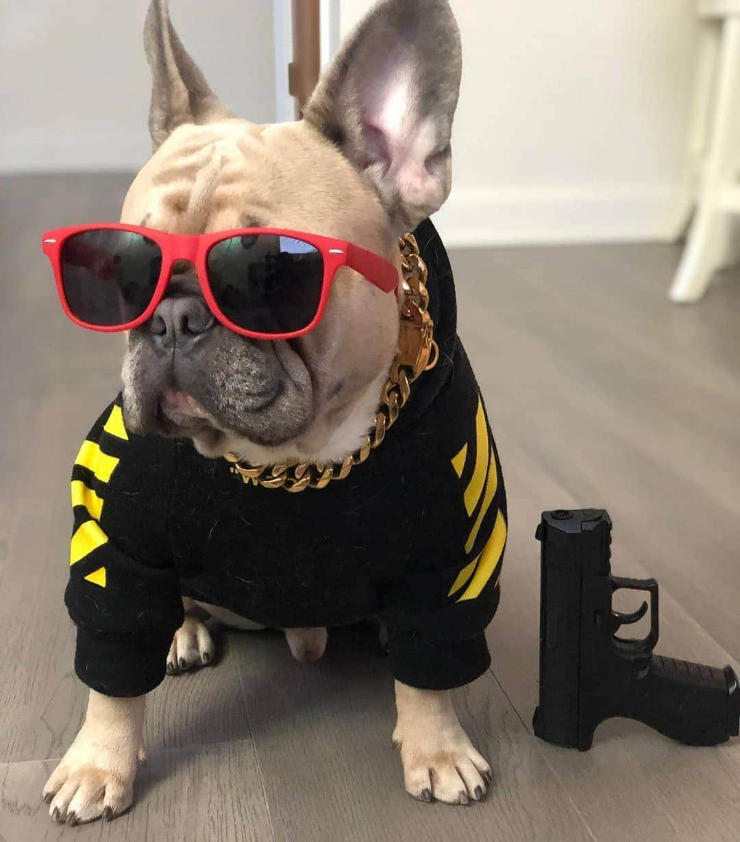 French Bulldogさんのインスタグラム写真 - (French BulldogInstagram)「Shop @frenchie.world 🔥 HOTTEST Swag for you French Bulldog 🔥 📷 by @badboyblue_frenchie . . . . . #frenchbulldog #frenchiesofinstagram #frenchbulldogs #frenchbulldogsofinstagram #frenchieposts #frenchielife #dailyfrenchie #frenchieoftheday #frenchiehype #pupreme #frenchieworld #frenchieoftheweek #frenchielove #frenchieoftheday #frenchiephotos #yourdailyfrenchies #frenchbulldogglobal #frenchiefeatures #frenchielove #frenchiesonly #frenchbulldogfeature #dogmodel #dogmodelswanted #frenchielifestyle #microfrenchies #portraitmode #animalsinfluence #kindnessmatters #bekind」8月18日 6時51分 - frenchie.world