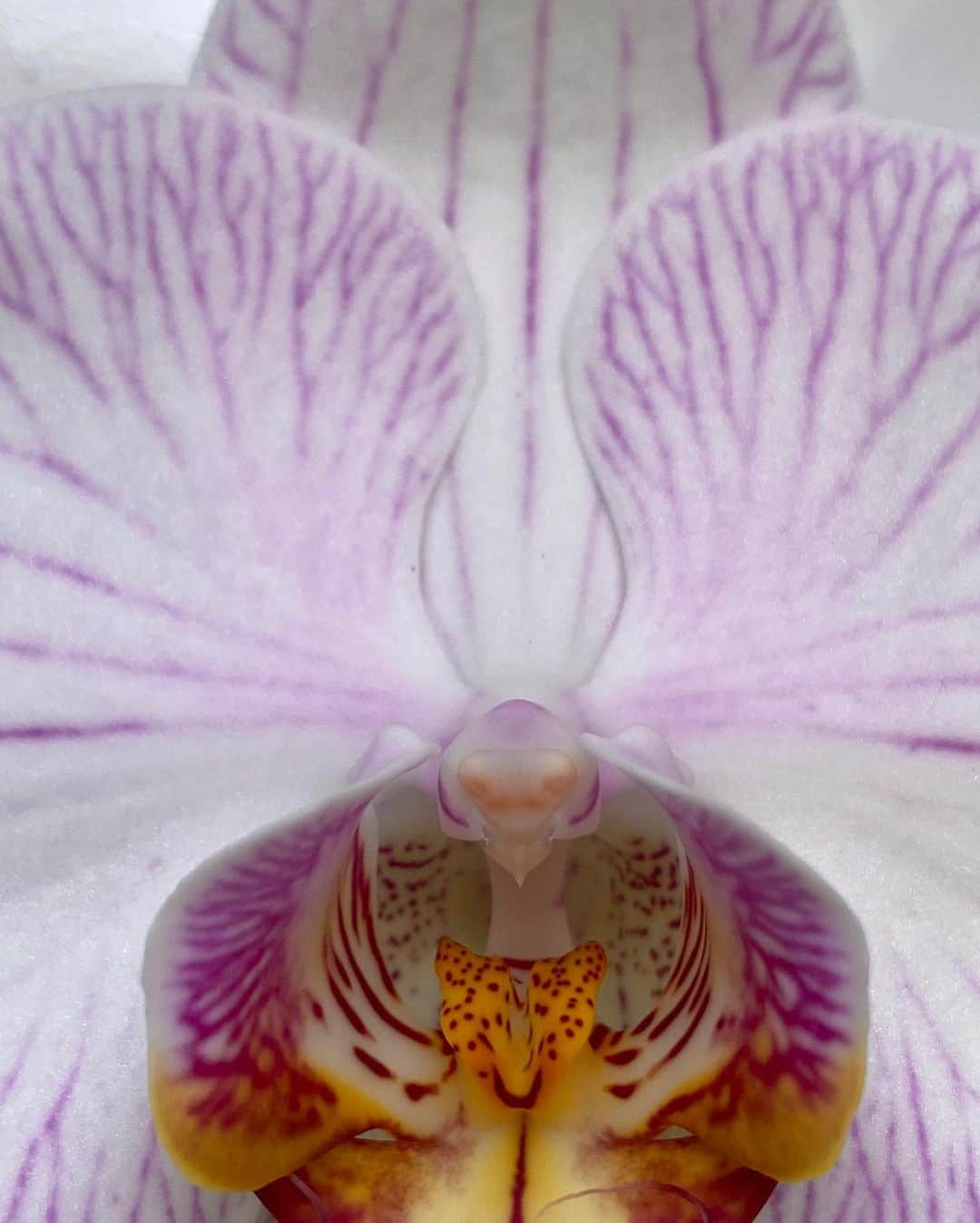 ジュリー・ロッシュさんのインスタグラム写真 - (ジュリー・ロッシュInstagram)「Beautiful and mystical. Close up I took on my I phone. #orchid #orchidcloseup #beautifulflowers」8月18日 6時55分 - julierochemiya