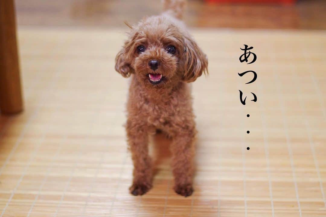 水野智路さんのインスタグラム写真 - (水野智路Instagram)「ちろ🐶 . . . . #トイプードル #プードル #poodle #親バカ #犬 #dog #いぬ #もこもこ #ちろ #chiro #ぬいぐるみ #ボサボサ」8月18日 12時24分 - tomoro.m