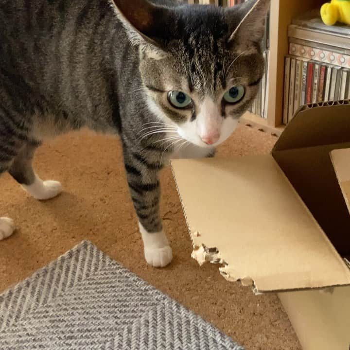 のインスタグラム：「Ohagi is thinking about something. #cat #ohagi #wonder #catsofinstagram #catworld #catinstagram #mako0mako0 #ねこ　#ねこ動画　#おはぎちゃん　#かわいい猫　#考え中🤔 #まこまこ　#猫すたぐらむ #猫のいる暮らし #猫のいる生活」