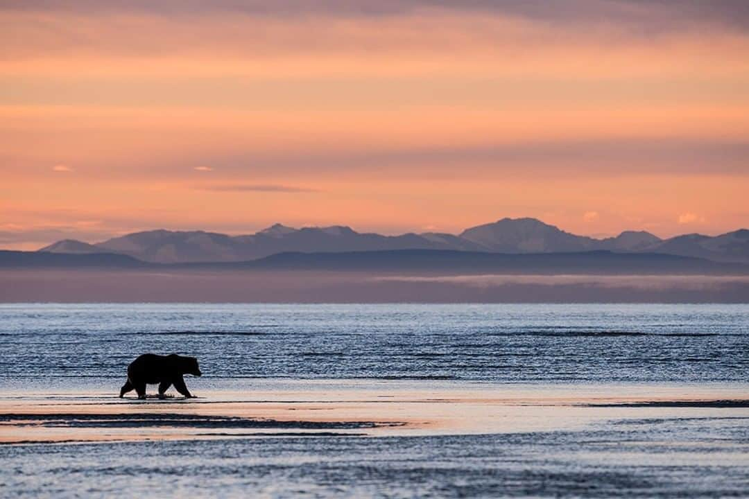 National Geographic Travelさんのインスタグラム写真 - (National Geographic TravelInstagram)「Photo by @daisygilardini  A bear in Alaska’s Lake Clark National Park scouts the river estuary, looking for salmon.  It is a brown bear or a grizzly bear? Is there actually a difference? According to the U.S. National Park Service, grizzly and brown bears are the same species (Ursus arctos), but grizzlies are considered a separate subspecies (Ursus arctos horribilis). Generally in North America we refer to coastal bears as brown bears (they have access to marine food such as salmon) and to inland bears as grizzlies. The difference in location and diet translates to a difference in size. Coastal bears are usually much bigger than inland bears. Follow me @DaisyGilardini for more images and stories behind the scenes. #bear #brownbear #grizzlybear #lakeclarknationalpark #Alaska」8月18日 7時02分 - natgeotravel