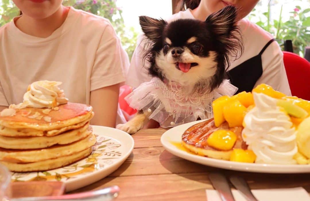 kayoのインスタグラム：「* * * わぁーーー🥺✨✨ * * どっちも美味しそー🥞💕 * * って言ってる めろめろ👧🏿💕 * * Melon💗🥞 * * #リビングカフェ #パンケーキ #chihuahua#chihuahualove#dogstgram#dog#instadog#チワワ#チワワ大好き#チワワのいる暮らし * * *」