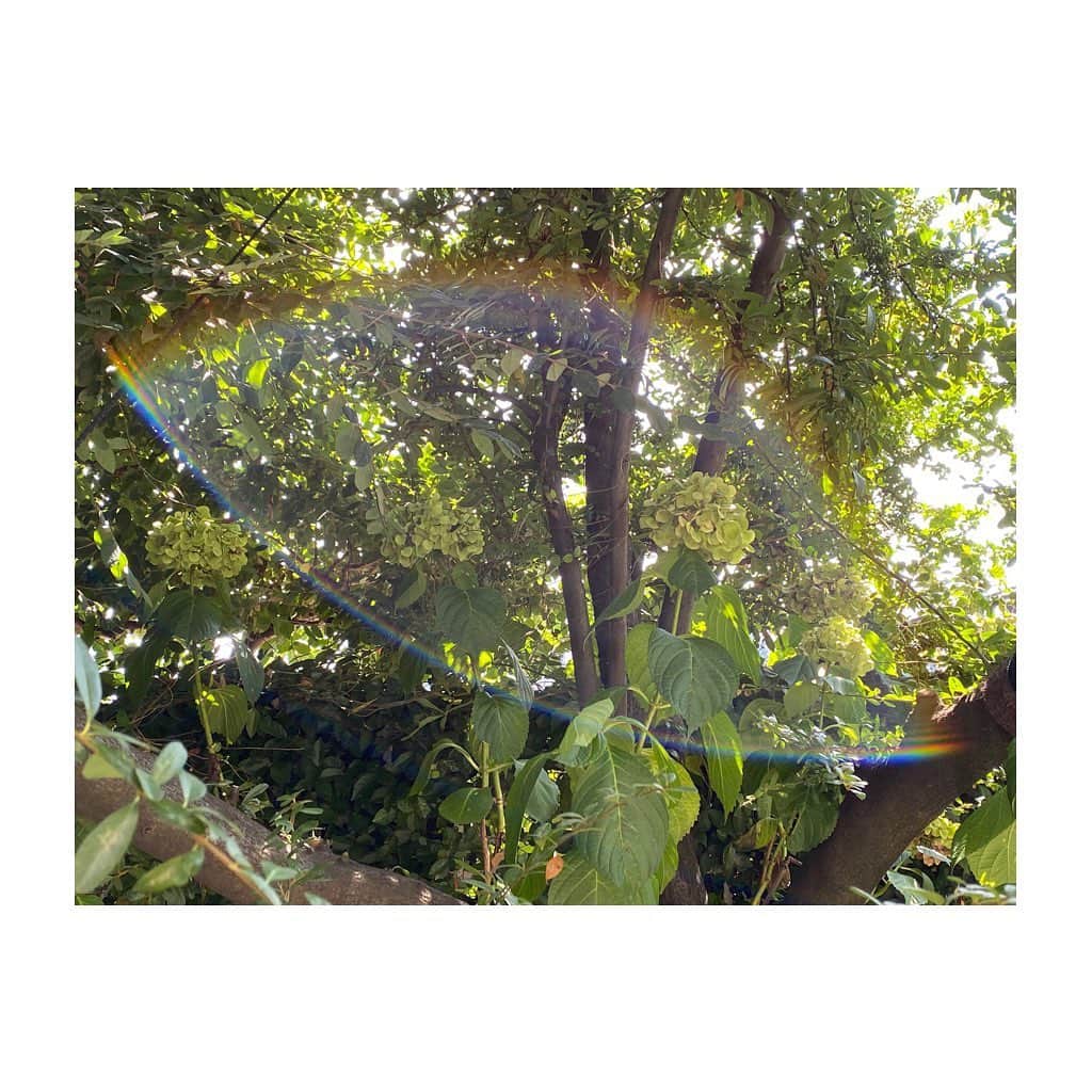 栗原はるみさんのインスタグラム写真 - (栗原はるみInstagram)「みなさんおはようございます。今、庭の植木が伸び放題になってしまって枝を切りたいのですがあまりに暑いのでしばらくの間待つことに。ただ真ん中のピラカンサの枝だけが気になったので切ってみたら切った場所に紫陽花が沢山見えました。もうとっくに終わったと思っていたので嬉しくなって思わず。更に何と虹がかかったような写真が撮れました。暑い毎日みなさんにこの写真を見て少しだけほっとしていただけたら嬉しいです。今日も暑い一日水分を摂るのを忘れないでね〜。私は今日も撮影お互い一緒に楽しい一日を過ごしましょう。#栗原はるみ  #kuriharaharumi #hydrangea#rainbow #玲児さんの優しい笑顔」8月18日 7時14分 - harumi_gram