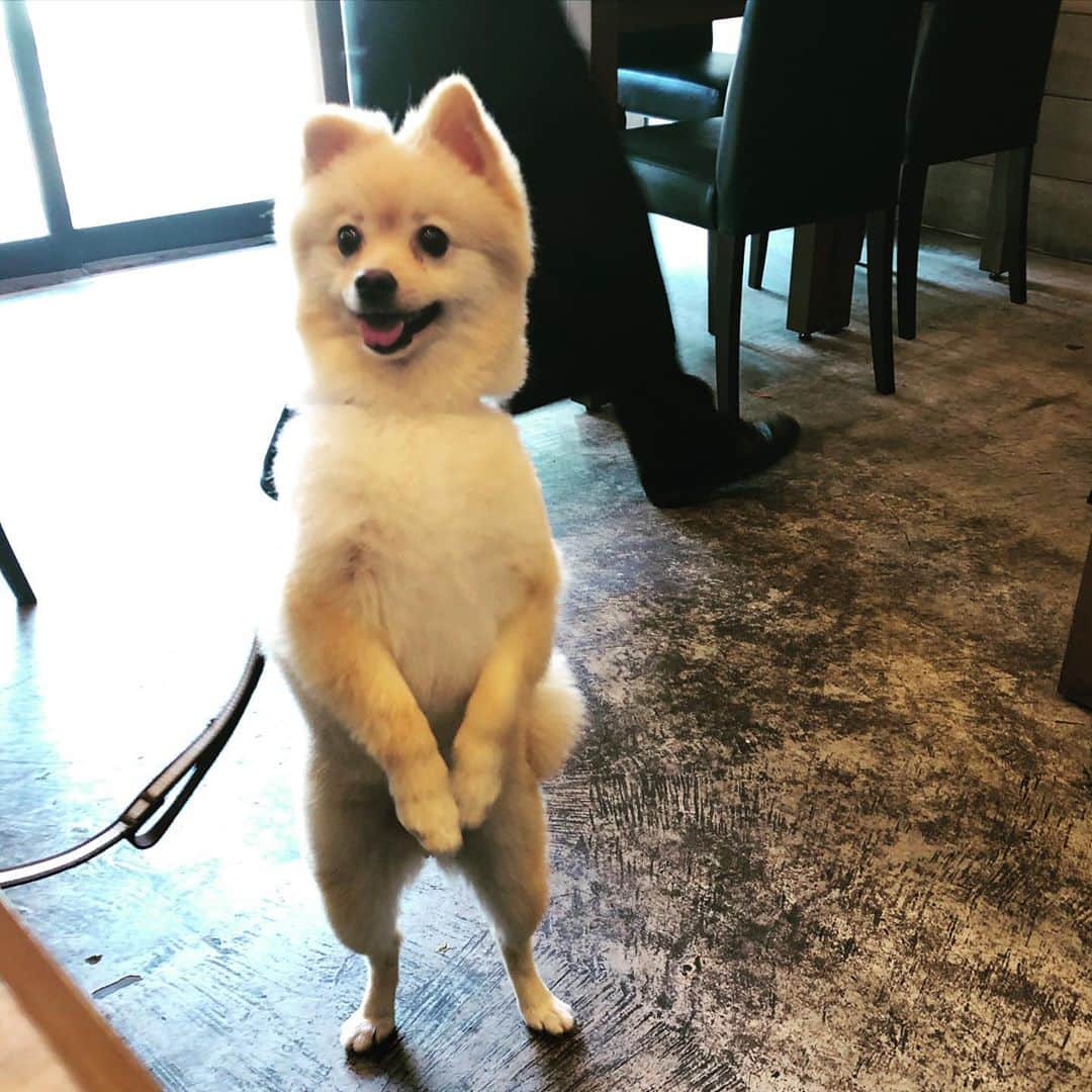 水野良樹さんのインスタグラム写真 - (水野良樹Instagram)「うっかり歩いちゃってるひと。 #いぬすたぐらむ #犬なはず」8月18日 8時02分 - mizunoyoshiki_teke