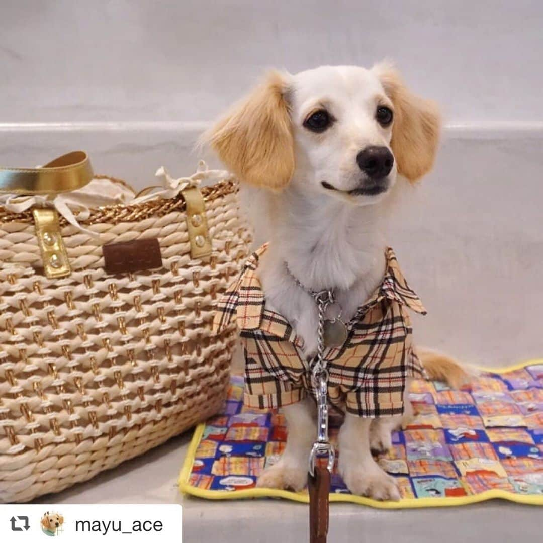 大原かおりさんのインスタグラム写真 - (大原かおりInstagram)「♡♡♡ 🐶チワックス Aceくん @mayu_ace ☺︎ #Otty商品 リポスト ❤︎キャリーカゴバッグ ☺︎ イケメンなチワックスのAceくん🐶✨ キャリーカゴバッグのゴールドが似合ってる〜😍✨ Aceくんが5キロになったら…ママさん用のカゴバッグとして使ってくださぁ〜い😝💓 ⑅◡̈⑅ #Ottyの夏 #チワックス #Ace くん #キャリーバッグ #🐶❤️  ♔∴∵∴∴∵∴♔∴∵∴♔∴∵∴♔∴∵∴♔∴∵∴♔∴∵∴♔∴∵∴♔∴∵∴♔∴∵∴♔ repost @mayu_ace Aceくん🐕🐾⠀ 最近の#Ace服⠀ ⠀ 新作は#バーバリーシャツ 風👕⠀ やっぱり可愛かった❤️⠀ 今夏は風通しの良いシャツ👕と甚平&浴衣で乗りきるよ✊⠀ ⠀ ⠀ 夏用にotty さんの#カゴキャリーバッグ も❤️⠀ サイドがカーブ状になっているので、あご乗せもできるし写真とるときに良いよ📸⠀ 長さも十分あるので中でゴロンもできてるのよ。⠀ ただ肩がけするので、Aceはこれ以上太っちゃダメね😅私の肩がもたない😂⠀ 5キロになったら肩がけキャリーバッグは使えない😂 ⠀ #犬服ハンドメイド⠀#ottydog⠀ #Aceの成長記録 #チワックスのAceくん #1歳8ヶ月9日 #1歳8ヶ月 ⠀⠀ #ハーフ犬 #チワックス倶楽部 #いぬすたぐらむ #東京犬 #チワックスタグラム⠀⠀ #cheweenie #chiweenie #chihuachs #chihuachshund #dogstagram #instadog  #chiweeniesofinstagram #cheweeniesofinstagram⠀⠀ #sonya6400 #my_sony_photo」8月18日 8時22分 - oharagaori_otty