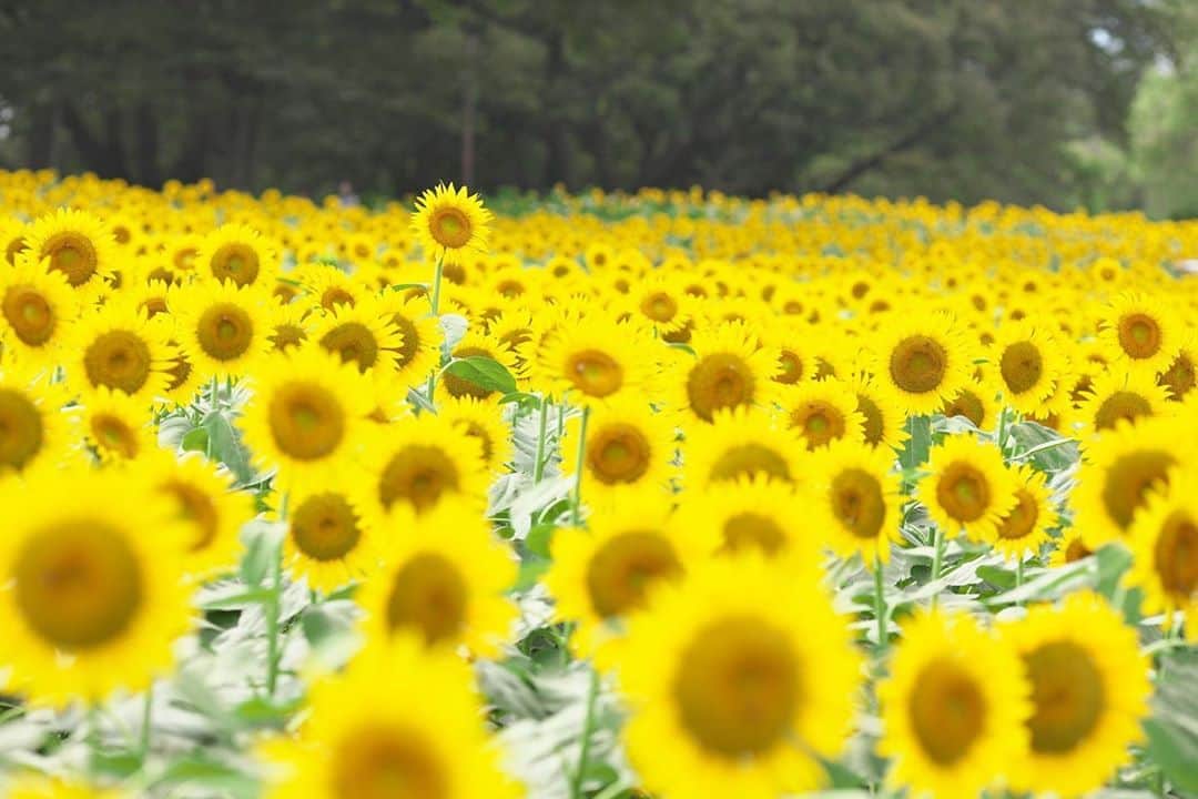 のインスタグラム：「☁️ 2020.08.18 Tue #昭和記念公園 #向日葵 🌻ちょうど満開😊  先週はまだ咲いてなかったけど… 一週間で満開見ごろになるんですネ〜 今年の向日葵🌻は背高のっぽ😄 #心に花を  火曜日…今日も元気に🤗  location #東京 📷撮影 2020年08月16日」
