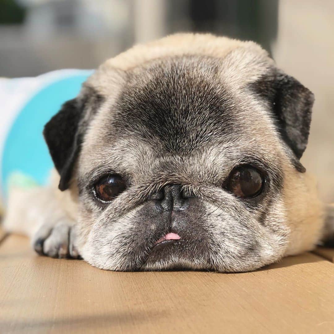 八兵衛のインスタグラム：「GM🐶 * * 縁側に 満腹ふとるくんが いたよ。 * * #満腹ふとる  #ほぼ黒パグ #おじいちゃん犬 #pug #puggy #puglife #puglove #petstagram #pugstagram #pugsofinstagram #pugs #dog #ふわもこ部  @igersjp #IGersJP #east_dog_japan #pecoイヌ部 #八兵衛 #はちべえ #朝ワンコ夕ニャンコ」
