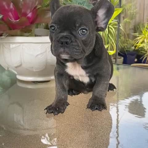 Oprahnbooのインスタグラム：「Blue frenchie. #male #8weeksold #dogsofinstagram #dogstagram #dogoftheday #doglife #doglover #dogoftheworld #tag #share」