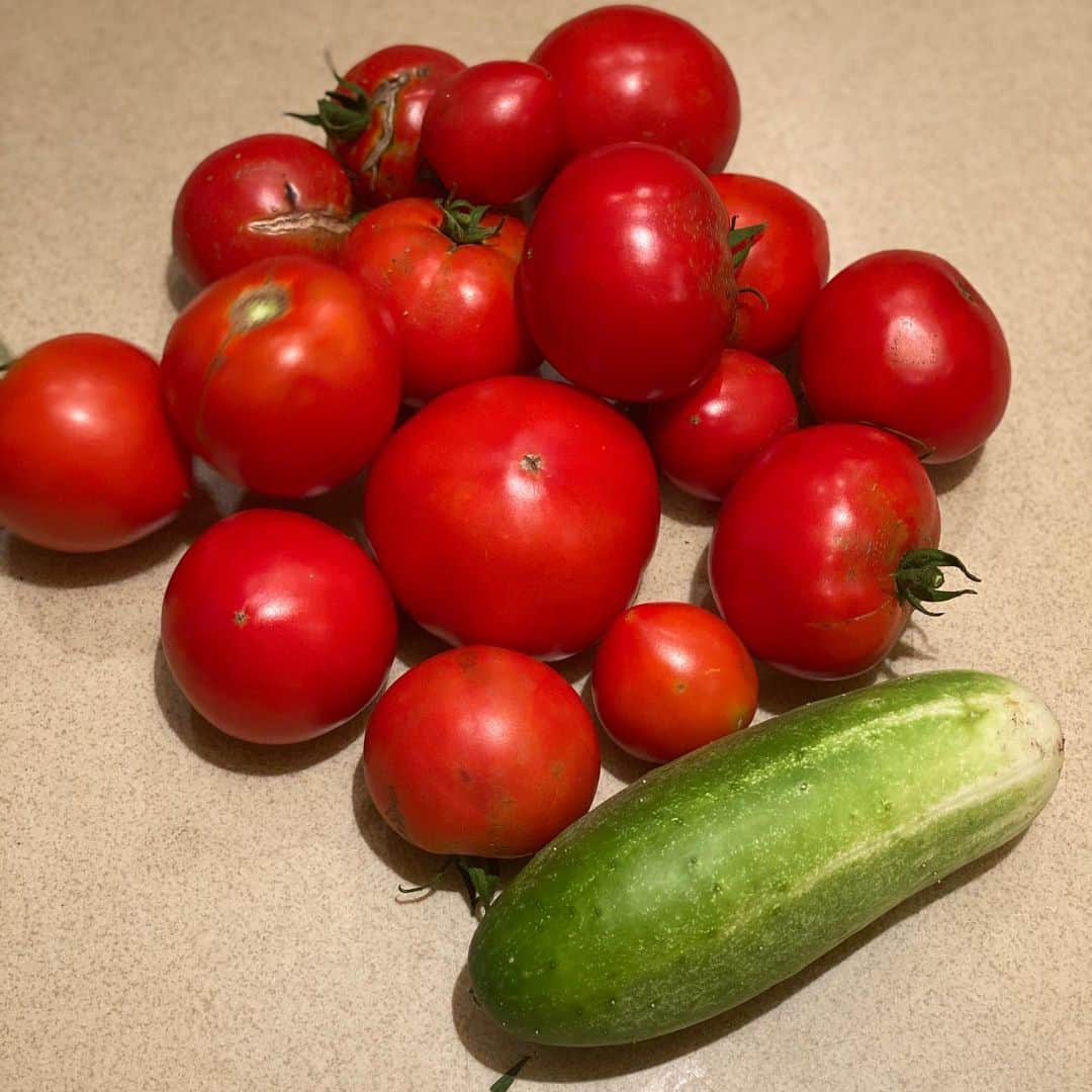 ザカリー・ダナヒューさんのインスタグラム写真 - (ザカリー・ダナヒューInstagram)「Name something better than having access to this much goodness, straight from your back yard. I’ll wait....... #homegarden #freshproduce #roomiegrowsfood #farmfresh」8月18日 9時11分 - zachtdonohue