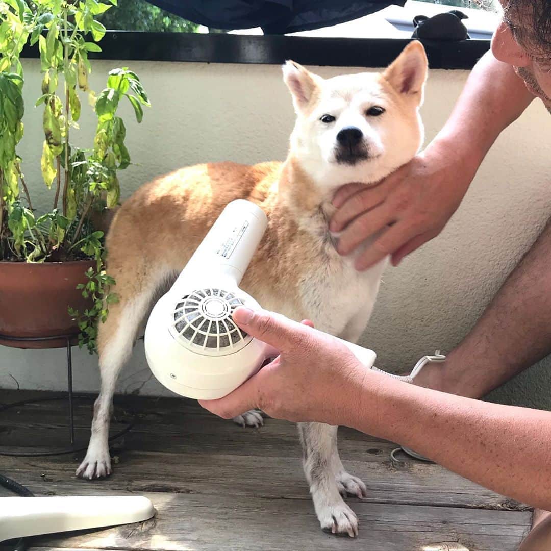 柴犬リリコのインスタグラム：「シャンプーも🧴🧼ドライヤーもされるがままのリリコさん🐶  #ドライヤーは冷風です」