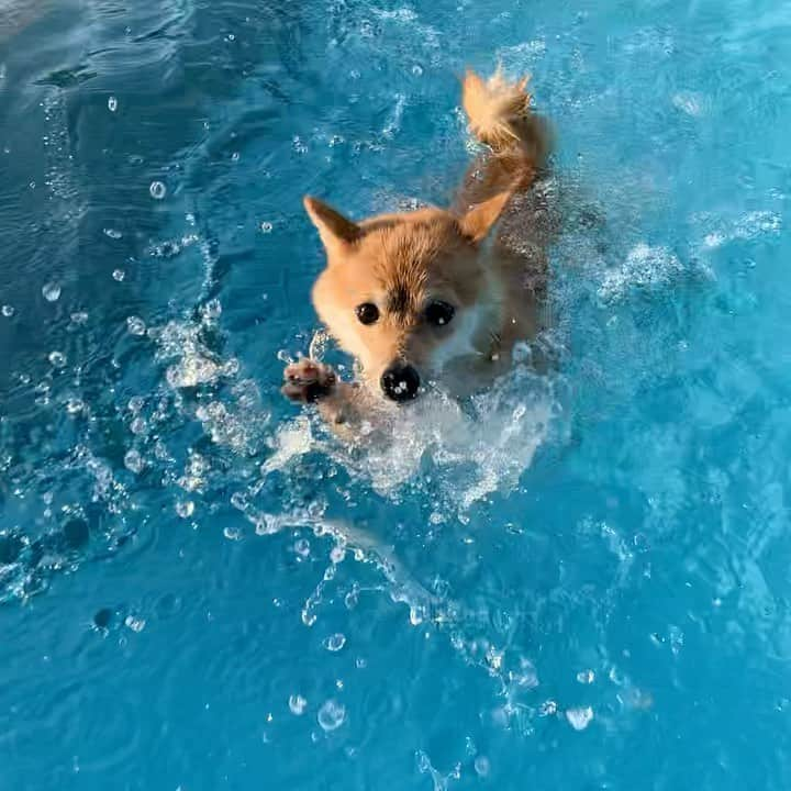 豆柴 サニーちゃんのインスタグラム