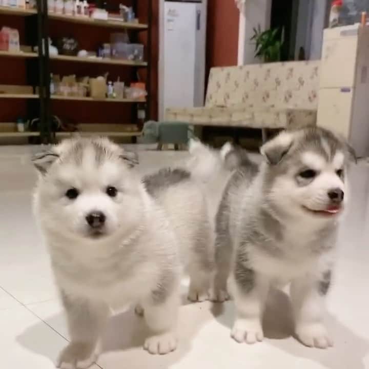 husky and malamuteのインスタグラム：「Hello little boy.😆😆」