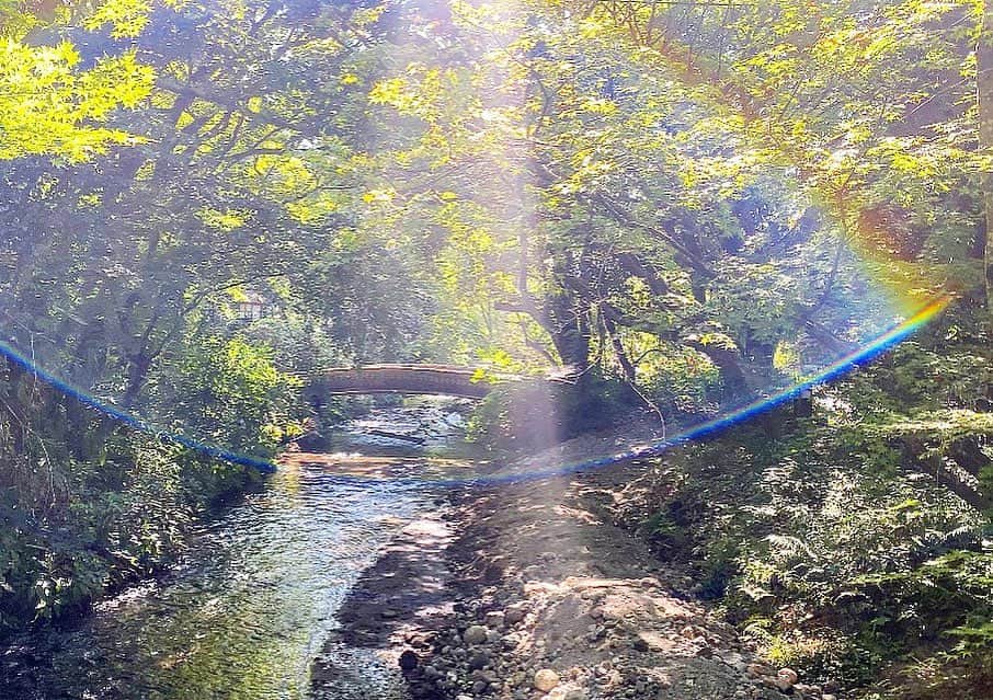 岩間恵のインスタグラム：「🌿  めちゃくちゃ癒される空間だったので撮ったら、 めちゃくちゃ綺麗な光が入って感動した写真です  今日も良いことありますように🌿」