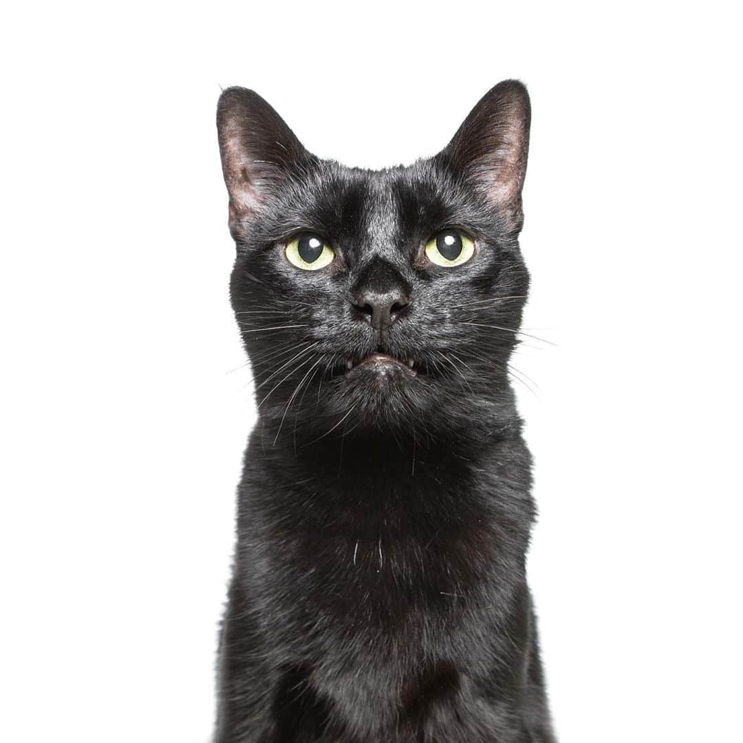 モヒートさんのインスタグラム写真 - (モヒートInstagram)「Happy #blackcatappreciationday to Vader 💜📷 by @thegregmurray #blackcat #catsofinstagram #cats #cats_of_instagram」8月18日 10時09分 - mojito_rose_family