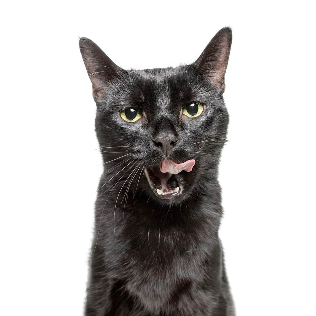 モヒートさんのインスタグラム写真 - (モヒートInstagram)「Happy #blackcatappreciationday to Vader 💜📷 by @thegregmurray #blackcat #catsofinstagram #cats #cats_of_instagram」8月18日 10時09分 - mojito_rose_family