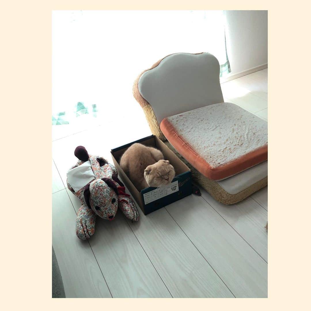 相馬有紀実のインスタグラム：「おはよう！もへ、、、い、、。 今日も癒しをありがとう（笑）。  #猫のいる暮らし #ねこすたぐらむ #すこてぃっしゅふぉーるど #スコ #穏やかな時間 #癒し #感謝 #もへい #猫好きさんと繋がりたい」