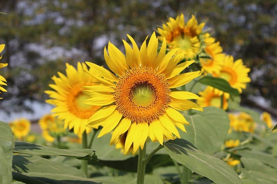 成田ゆめ牧場さんのインスタグラム写真 - (成田ゆめ牧場Instagram)「🌻ひまわり迷路🌻 本日のひまわり迷路も満開、見頃を維持しています！ 隣の第5会場も6割ほど開花が進んでいます♪  #詳しい開花状況はHPまたはお電話でお問い合わせください #詳しくはhpで  #ひまわり迷路  #ひまわりフェス #成田ゆめ牧場 #ゆめ牧場 #牧場 #千葉県 #成田 #おでかけ  #牛乳 #ヨーグルト #ソフトクリーム #花畑 #naritadreamfarm #farm #farmstagram #flower #sunflower」8月18日 10時30分 - yumebokujo