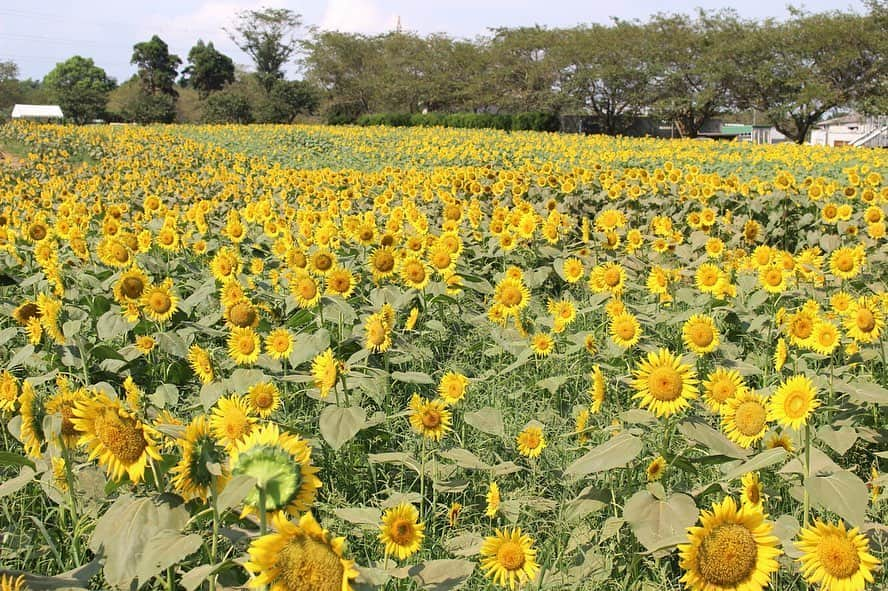 成田ゆめ牧場さんのインスタグラム写真 - (成田ゆめ牧場Instagram)「🌻ひまわり迷路🌻 本日のひまわり迷路も満開、見頃を維持しています！ 隣の第5会場も6割ほど開花が進んでいます♪  #詳しい開花状況はHPまたはお電話でお問い合わせください #詳しくはhpで  #ひまわり迷路  #ひまわりフェス #成田ゆめ牧場 #ゆめ牧場 #牧場 #千葉県 #成田 #おでかけ  #牛乳 #ヨーグルト #ソフトクリーム #花畑 #naritadreamfarm #farm #farmstagram #flower #sunflower」8月18日 10時30分 - yumebokujo