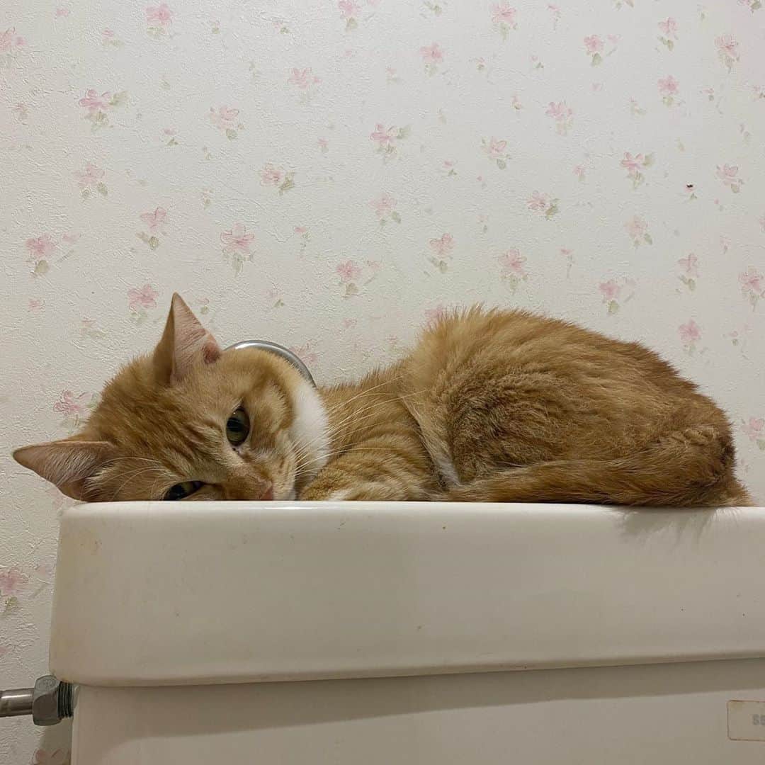 金巻ともこさんのインスタグラム写真 - (金巻ともこInstagram)「暑いとトイレで寝る男  #hakuchai #cat #茶トラ #猫多頭飼い #tabby #orangetabby #catstagram」8月18日 10時37分 - tomotomoco