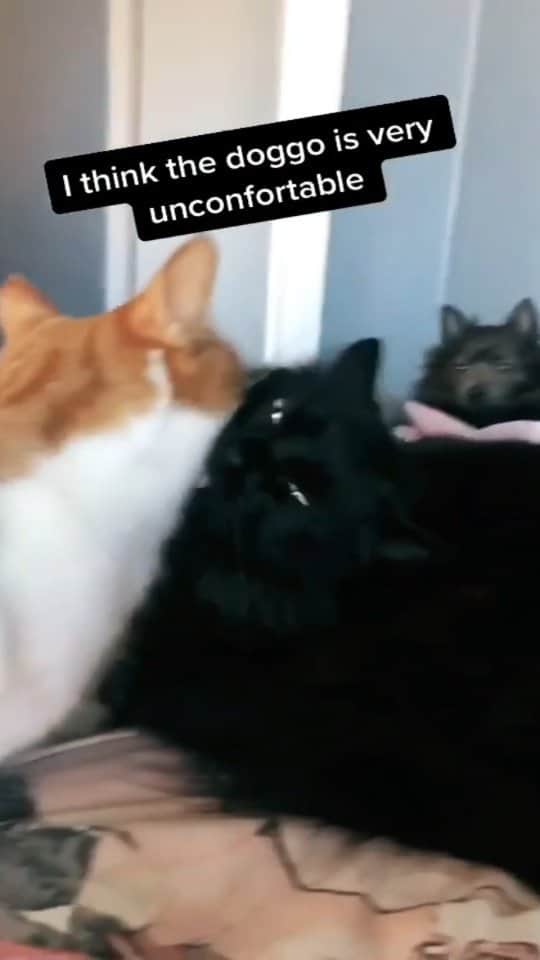 Pleasant Catsのインスタグラム：「She thinking what did I just walk in on🤣🤣 From cuppacheese - on tiktok  • • • • #pleasantcats #cat #cats #kitten #kittens #kitty #gato #neko #meow #cute #fluffy #adorable #pet #pets #animal #animals #instacat #instapet #catsofinstagram #petsofinstagram #catstagram #petstagram #ilovemycat #weeklyfluff #catoftheday #catlover #adoptdontshop  #고양이 #ねこ  #猫」