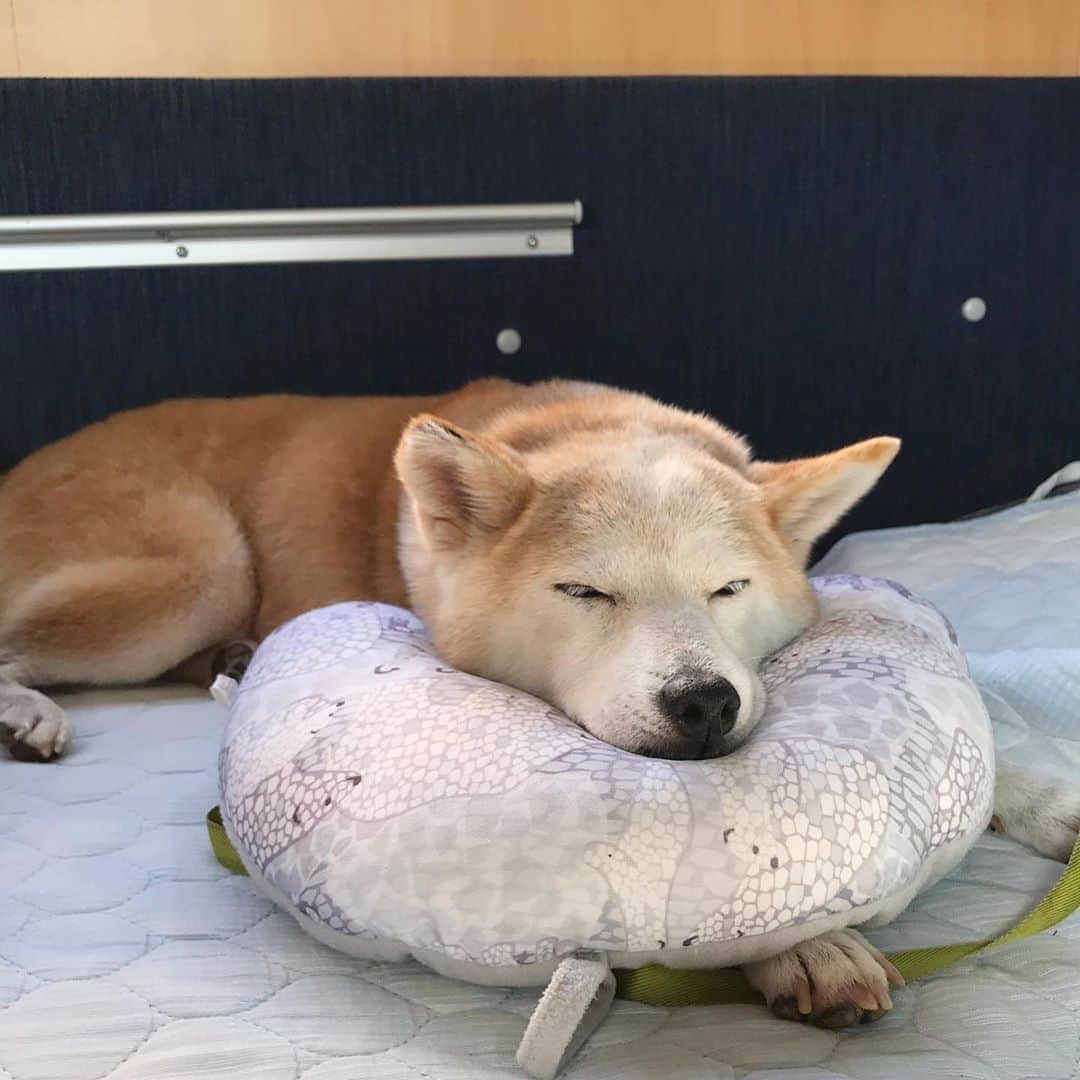柴犬リリコのインスタグラム：「枕の正しい使い方💮🐶💤  #dethleffs  #camperlife  #キャンピングカーのある生活」