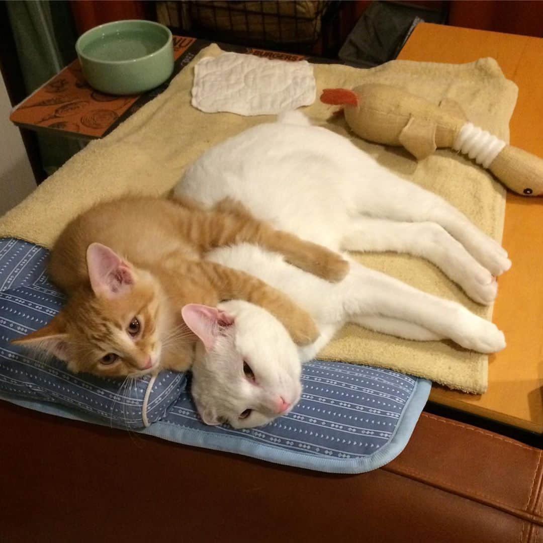 岡田屋鉄蔵のインスタグラム：「子猿かな…？」