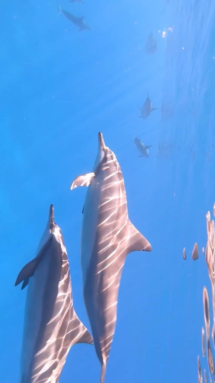 harunaのインスタグラム：「ハワイで泳いでたらイルカに会った日🐬✨　@kaicordrey @goprojp  #hero8」