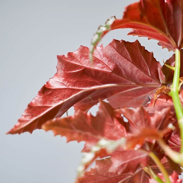 LOVEGREEN -植物と暮らしを豊かに。さんのインスタグラム写真 - (LOVEGREEN -植物と暮らしを豊かに。Instagram)「[ベゴニア・アイリーンナス] . 大きな葉と真っ赤な葉裏が特徴的なベゴニア⸜🌷︎⸝‍ . 花も綺麗で、まさにアート!!😍 . 育てやすくてベゴニア初心者方にもオススメです🌿 . . #ベゴニア #begonia #観葉植物 #観葉 #植物 #plants #interiorplants #花 #flower #植物のある暮らし #植物のある生活」8月18日 21時00分 - lovegreen_official