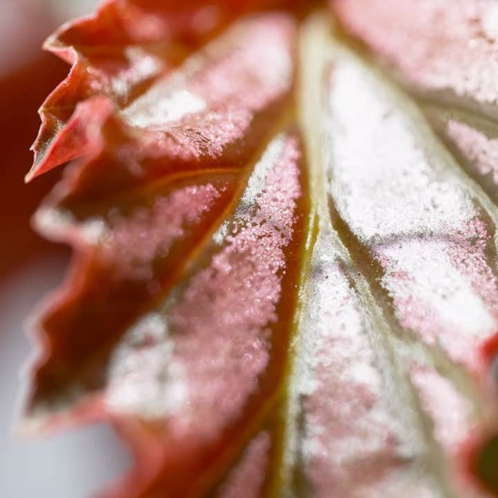 LOVEGREEN -植物と暮らしを豊かに。さんのインスタグラム写真 - (LOVEGREEN -植物と暮らしを豊かに。Instagram)「[ベゴニア・アイリーンナス] . 大きな葉と真っ赤な葉裏が特徴的なベゴニア⸜🌷︎⸝‍ . 花も綺麗で、まさにアート!!😍 . 育てやすくてベゴニア初心者方にもオススメです🌿 . . #ベゴニア #begonia #観葉植物 #観葉 #植物 #plants #interiorplants #花 #flower #植物のある暮らし #植物のある生活」8月18日 21時00分 - lovegreen_official