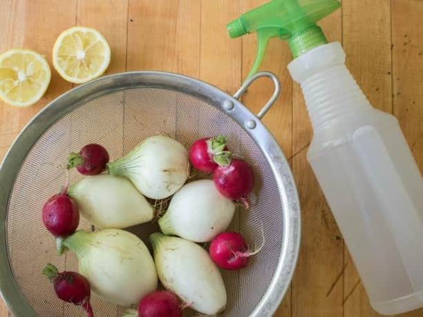 HGTVさんのインスタグラム写真 - (HGTVInstagram)「Eliminate bacteria, pests and pesticides from your summertime harvest with these simple and inexpensive formulas. 🥗 You'll find the instructions on how to make an easy DIY vegetable spray at the link in our profile. 🔝 💦⁠ ⁠ #garden #gardening #eatlocal #vegetables #victorygarden⁠」8月18日 21時01分 - hgtv
