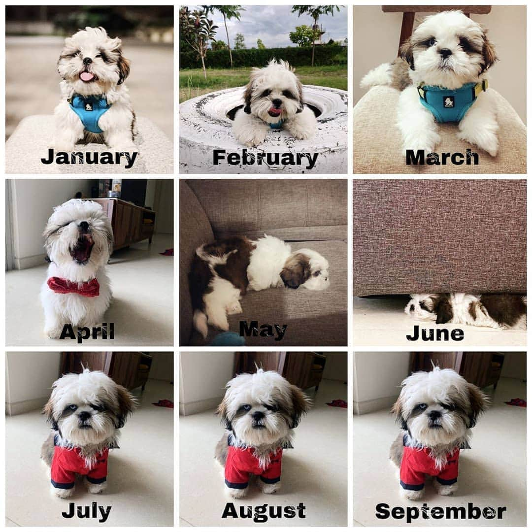 SHEINさんのインスタグラム写真 - (SHEINInstagram)「MOOD❤  Which month can you relate to?   Credit: @simba_ourshihtzu   #2020challenge」8月18日 21時11分 - sheinofficial