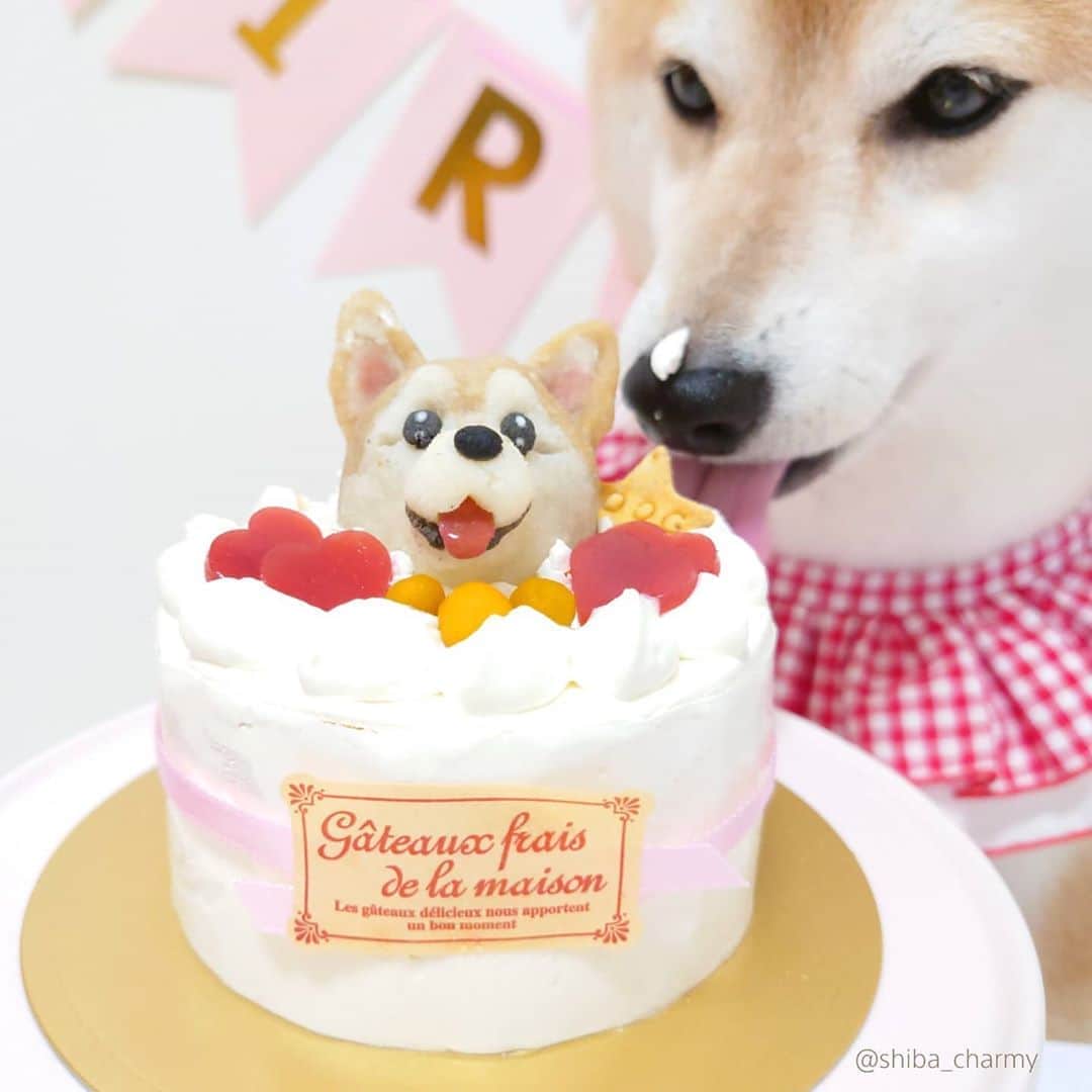 ちゃみさんのインスタグラム写真 - (ちゃみInstagram)「. Happy Birthday🎂😋 年に一度のケーキ✨２枚目の食べっぷり動画を見てね😂 お顔付きのケーキをオーダーしたくて🙈 #アトリエワフ さんにチャーミーの写真を送って作っていただきました🎂 似てるかな🐶✨ . お誕生日のお祝いコメント… ありがとうございます😭 チャーミーは幸せワンコです😭💕 ゆっくりお返事させていただきます☺️🙇‍♀✨」8月18日 21時26分 - shiba_charmy