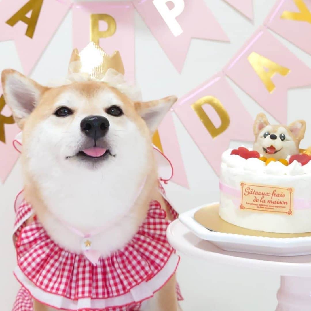 ちゃみさんのインスタグラム写真 - (ちゃみInstagram)「. Happy Birthday🎂😋 年に一度のケーキ✨２枚目の食べっぷり動画を見てね😂 お顔付きのケーキをオーダーしたくて🙈 #アトリエワフ さんにチャーミーの写真を送って作っていただきました🎂 似てるかな🐶✨ . お誕生日のお祝いコメント… ありがとうございます😭 チャーミーは幸せワンコです😭💕 ゆっくりお返事させていただきます☺️🙇‍♀✨」8月18日 21時26分 - shiba_charmy