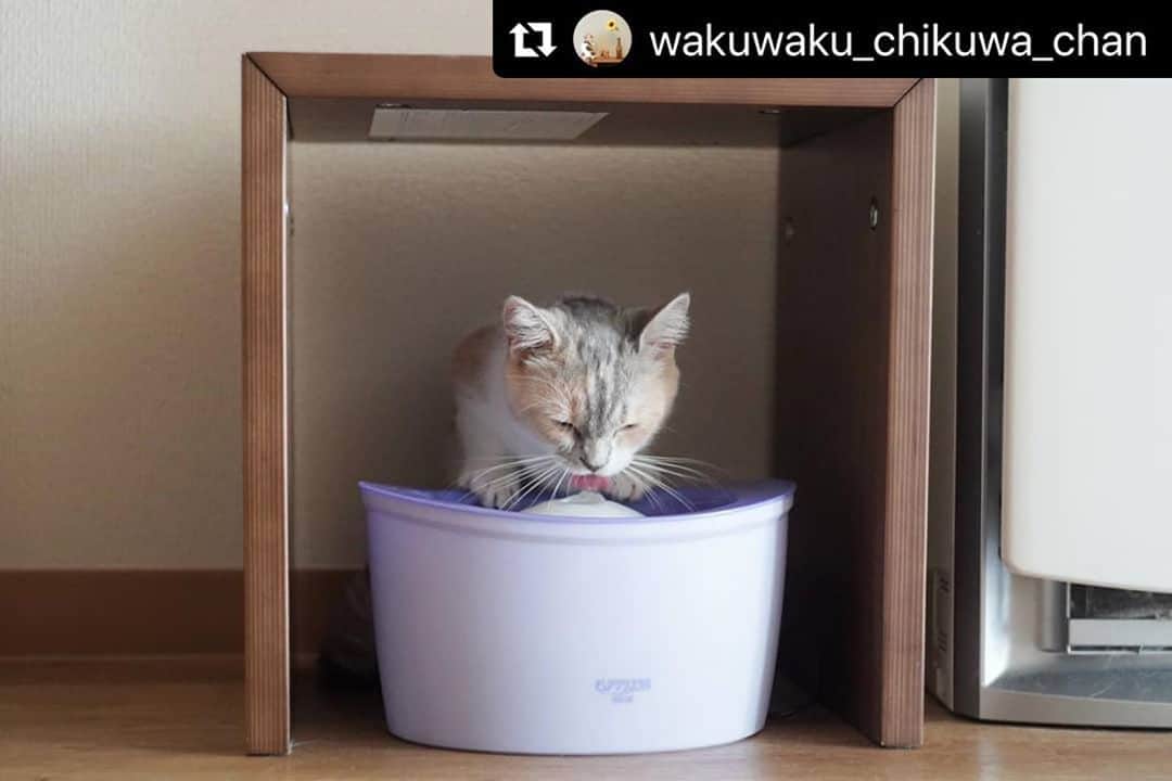 ねこさんのインスタグラム写真 - (ねこInstagram)「【#ねこは人を笑顔にする】❣️ 水分補給大丈夫よネ🙆‍♀️🌞 @wakuwaku_chikuwa_chan さん、ありがとう💞👏🏻 #Repost @wakuwaku_chikuwa_chan with @make_repost ・・・ . ちくわ専用給水所⛲ . . ピットインするのが ちくわスタイルにゃ🐱 . . --- #ねこすたぐらむ #にゃんすたぐらむ🐾 #ニャンスタグラム #ねこちゃんホンポ #みんねこ #ペコねこ部 #ねこのきもち  #nekoclub #猫のいる生活 #猫のいる暮らし #ひじきとちくわ #ちくわ猫 #猫好きさんと繋がりたい #三毛猫 #パステル三毛 #三毛猫部 #ねこ部 #猫部 #保護猫 #ねこは人を笑顔にする #catstagram_japan #catsofinstagram #calico #dilutecalico」8月18日 12時49分 - neko_magazine