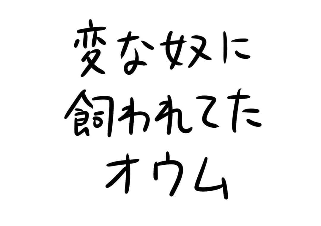 おほしんたろうのインスタグラム：「家でずっとそれ聞かされてたのか . . . . . #おほまんが#マンガ#漫画#インスタ漫画#イラスト#イラストレーション#イラストレーター#鳥」