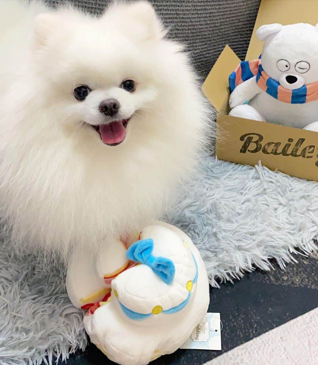 Mochi the Orkyehさんのインスタグラム写真 - (Mochi the OrkyehInstagram)「Did someone say wedding cake? 🎂 Yes please! 🥰  @baileydogtoys has launched a range of quality dog toys that squeak and crinkle! 😍 Great for small dogs like me who don’t know how to squeak my toys! 🙈」8月18日 14時55分 - orkyeh