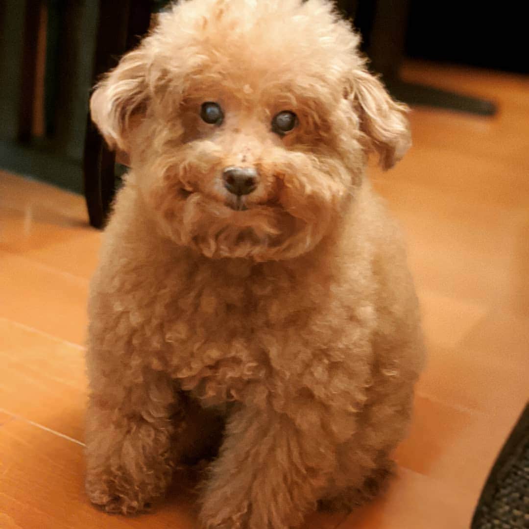 真山景子のインスタグラム：「HAPPY💖BIRTHDAY　@U^ｪ^U風子♥️  何年もずっと一緒にいてくれてるプーコさん。表情豊かだから大体言いたいこともお互いに伝わってるよね。 近頃目も白くなってきたし 耳も聞こえてないことが多いけれど、、まだまだ子犬のように元気なプーコにいつも支えられてます💋❣️  2020/8/18  本日誕生日の人、みなさんおめでとうございます🤗」
