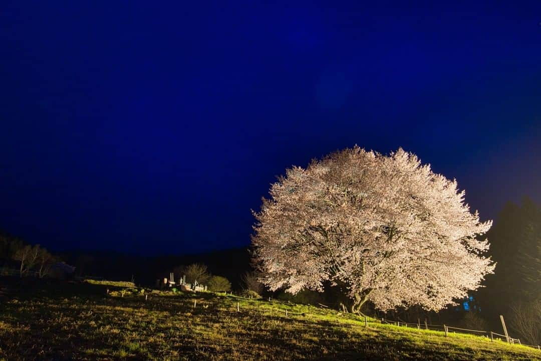 Satoyama推進コンソーシアムのインスタグラム：「#群馬県 の#天王桜 という里山に咲く大きな桜です。毎年開花に合わせ地元の方がライトアップをしてくれ、訪れる人を癒してくれます。 （Satoyamaフォトコンテスト2020代理投稿作品）  ★Satoyama & Satoumi Photo Contest 2020 https://satoyama-satoumi.net/contest/photo2020/（日本語） https://satoyama-satoumi.net/global/contest/photo2020/（English） ⠀ ⠀⁠⠀ #jtsatoyama2020 #satoyama #photocontest #photo⠀⁠⠀ #satoumi #japan #landscape #japan_visit #Lovers_Nippon #daily_photo_jpn #naturephotography #フォトコンテスト #フォトコン⠀⁠⠀ #写真⠀⁠⠀ #カメラ⠀⁠⠀ #里山⠀⁠⠀ #里海⠀⁠⠀ #風景⠀⁠⠀ #風景写真⠀⁠⠀ #日本の絶景⠀⁠⠀ #日本の美しい風景⠀⁠⠀ #田舎⠀⁠⠀ #田舎暮らし」