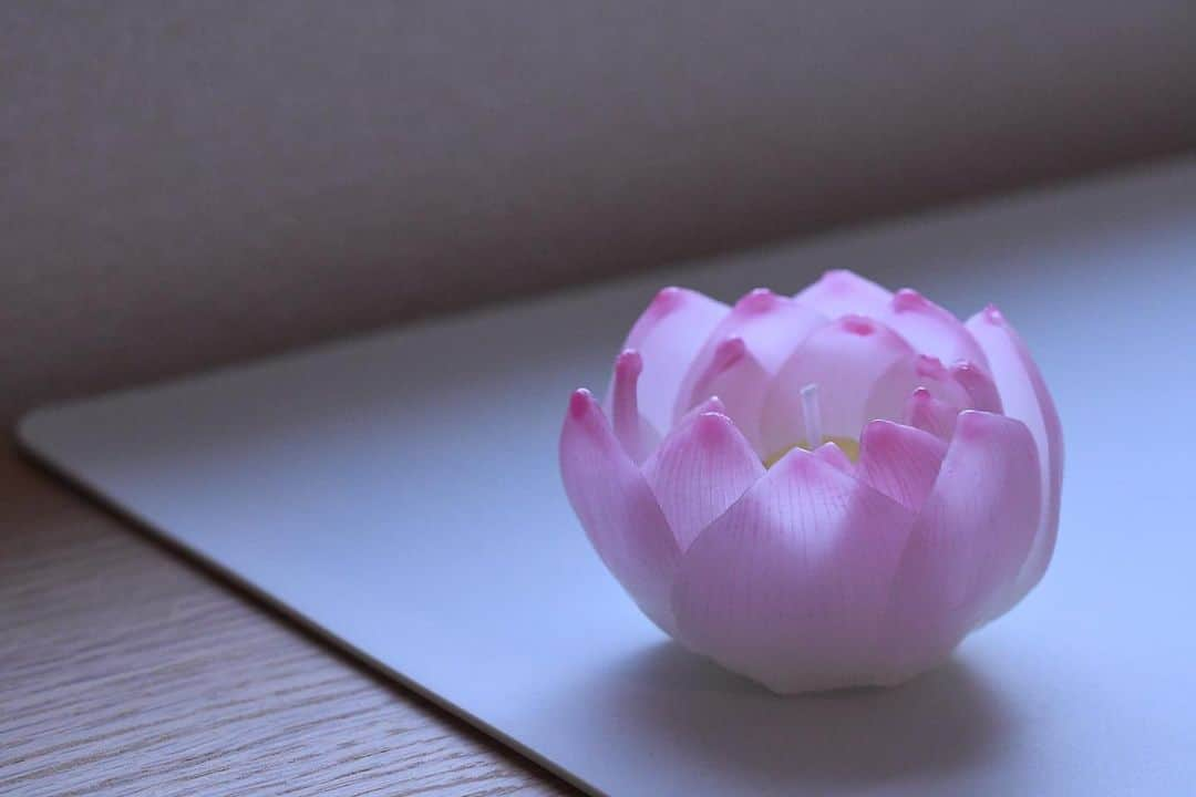 かっぱのインスタグラム：「. . ミツロウワックスで、ハスの花のキャンドルを作ってみました🕯 火を灯すとランプみたいで綺麗です☺️ . . #ハス　#蓮　#蓮の花キャンドル　#手作りキャンドル　#ミツロウ　#キャンドル　#diycraft #lotus #candle #handmade」