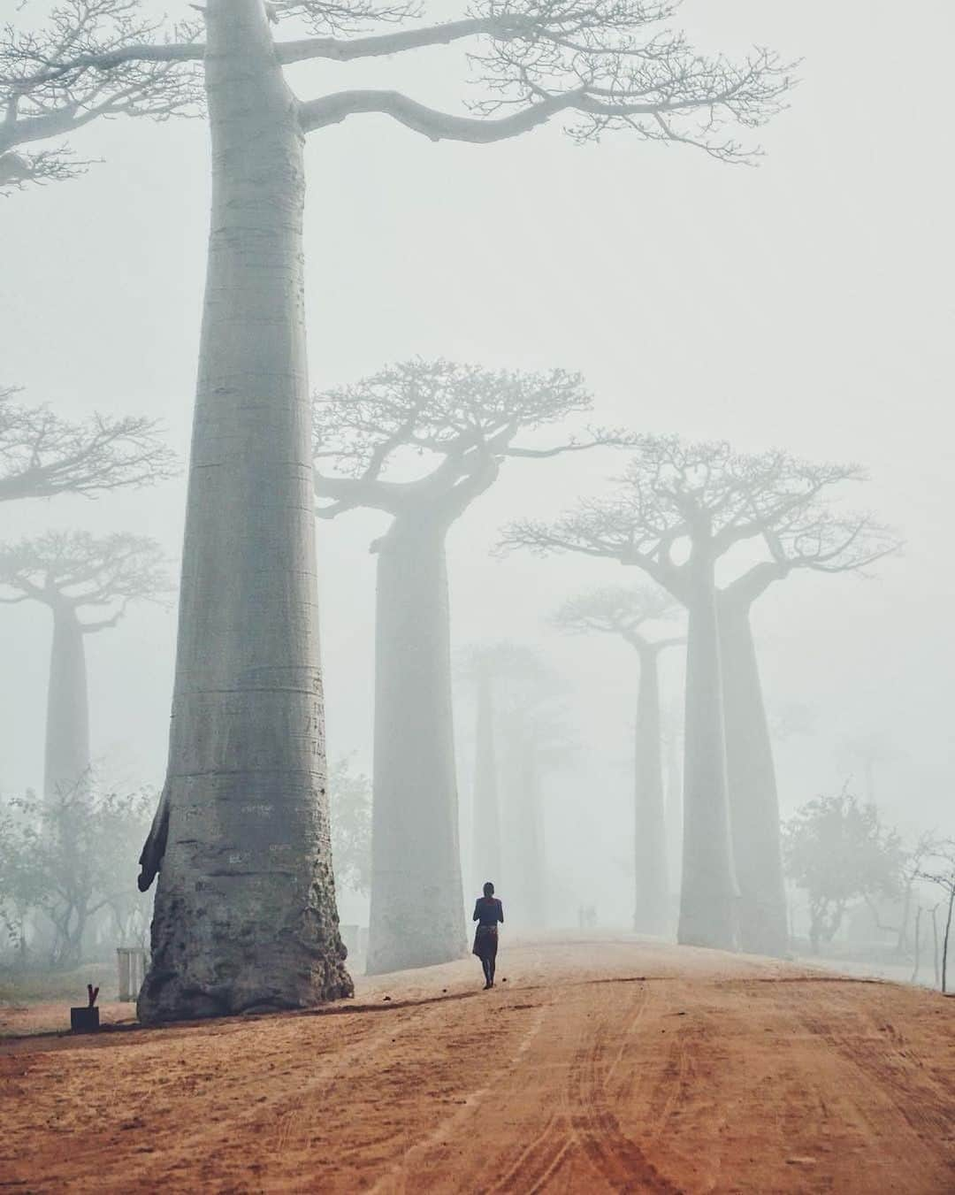 Canon Photographyさんのインスタグラム写真 - (Canon PhotographyInstagram)「Alley of the baobabs, Madagascar.  Photography // @josue_video  Curated by @steffeneisenacher  #baobabs #trees #tree_captures #tree_magic #madagascar #foggy」8月18日 15時32分 - cpcollectives