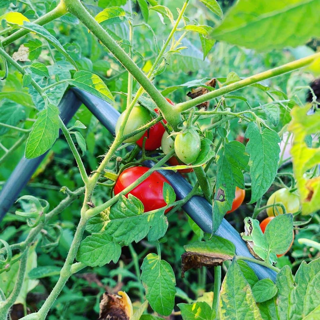 仁田宏和のインスタグラム：「オカンから送られてきた 実家の畑のトマト🍅 画像を添えて…w 送られてきました。  うまい。  ひっそりこの画像に 潜むカエル🐸見つけられますか？w  #tomato #farm #うまい #かえる #flog #紛れてる #探せ」