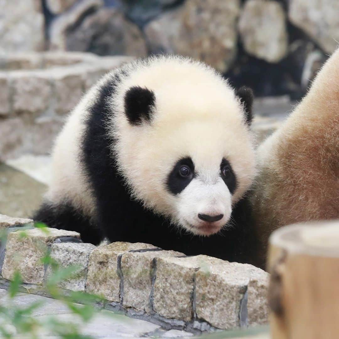 パンダ（白浜）さんのインスタグラム写真 - (パンダ（白浜）Instagram)「little baby panda #彩浜 🌈🌈🌈 #photography  #adventureworld  🐼😊🐼  #ADVENTUREWORLDPANDAS #baby #HELLOLITTLE #pandamental #hellopanda #ハローリトル #ハローパンダ #パンダグラビア #パンダ　and #panda #pandababy 🐼🐼🐼」8月18日 15時54分 - hellopanda_book