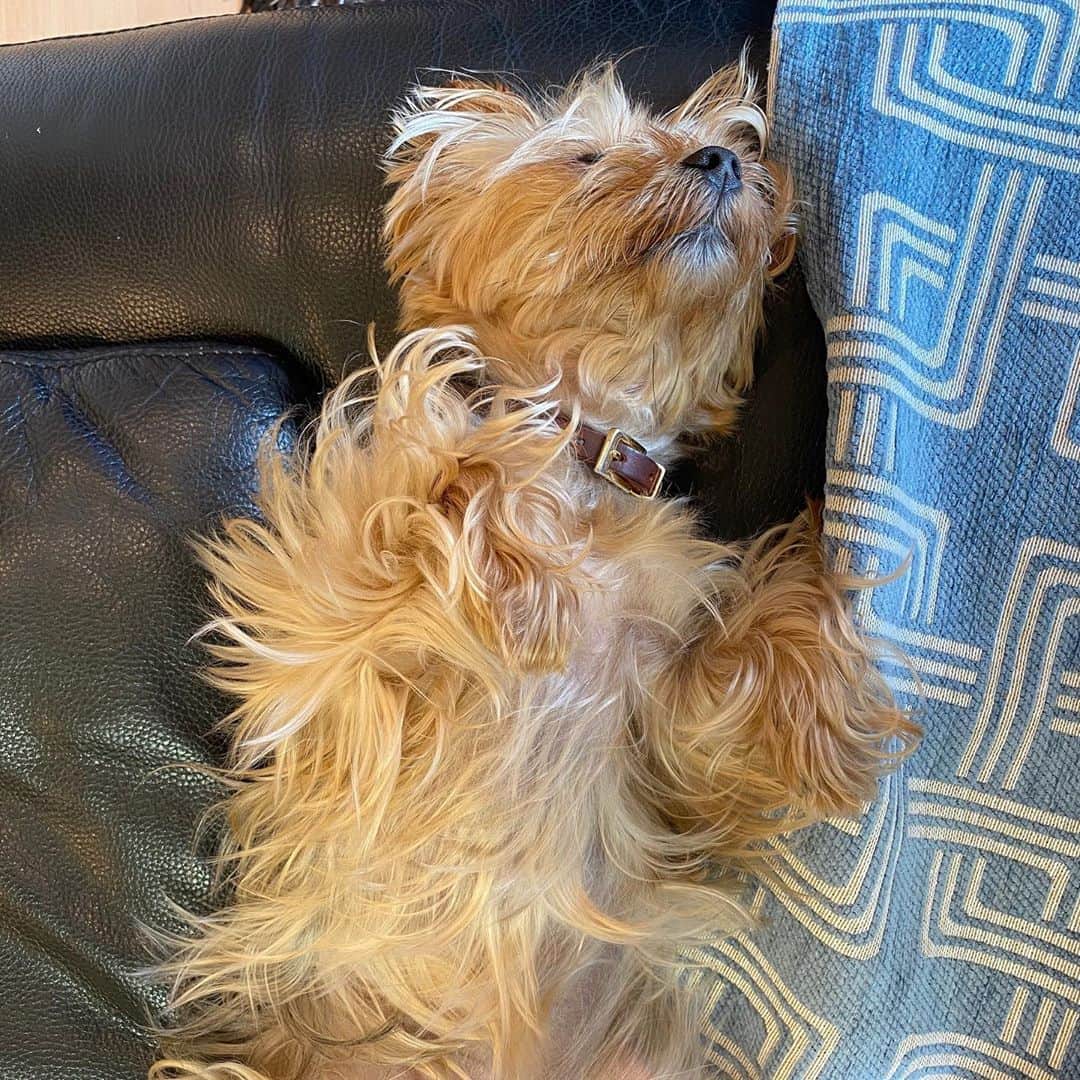 のインスタグラム：「💤   寝る子は育つ。  #yorkie #yorkshireterrier #ヨーキー #ヨークシャテリア」