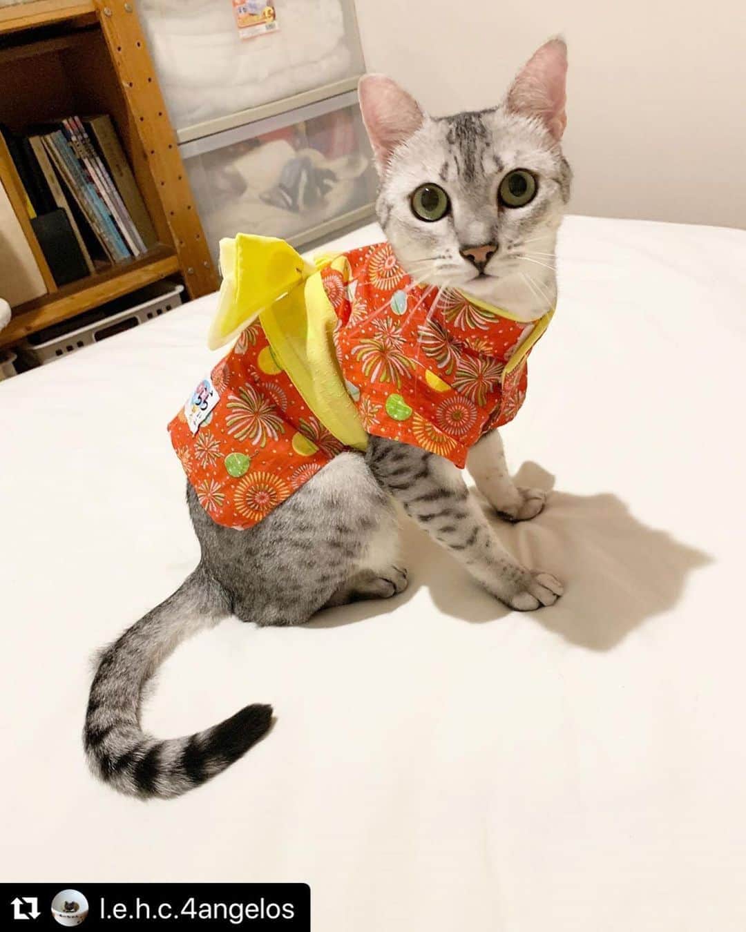 ねこさんのインスタグラム写真 - (ねこInstagram)「【#ねこは人を笑顔にする】❣️ わぁ〜😻✨浴衣可愛いなぁ👘一緒に花火大会行きたいなっ🎇✨ @l.e.h.c.4angelos さん、ありがとう🐥💕 #Repost @l.e.h.c.4angelos with @make_repost ・・・ ちぃにゃ💛 浴衣着てみた😆 ちぃにゃは、顔の周りとか、腰下とか、目に入る位置にひらひらがあると興奮したり暴れたりとかして、かじかじしちゃうんだけど、視界にひらひらがなかったら、お洋服が着られます❤️🧡💛 ちぃにゃに着せたいのがたくさん売ってて、最近、仕事帰りにいつもペットショップ寄ってました🤣 夏物処分セールやらないかなー🙄って😅 で、半額になったぞ！って、買い込んできたのが3枚目😂😂 50%offでも、5着で¥8800の散財でした🤣 まあいっか。 それにしても、ANNA SUIとかメゾピアノとか、ペット服まで出してるのねー、可愛いけど😅 とりあえず、ペット用品専門のLIFELIKEの浴衣で、#火わいいにゃん祭 に行ってきます🐾 ・ ・  #猫 #ねこ #エジプシャンマウ #ペコねこ部 #nekoclub #NEKOくらぶ #nyancon01 #sippoストーリー #catsofinstagram #catstagram  #猫後頭部倶楽部 #火わいいにゃん祭盛り上げ隊 #エジプシャンマウの仲間たち #peco迷子ゼロ #peppyフォト部 #シマホネコダスケ #おうち時間わんにゃん広報部 #ペットとずっと #ねこは人を笑顔にする #いぬすたねこすたグランプリ #カレンダー倶楽部 #レッドハートアンバサダー #リビングペット  #リビングペットかまってちゃん #まいにちニャーニャー  @himekuri_nyanko  #2020年は猫年 #ささつみ記念写真館  #くうぴんに届け特大元気玉」8月18日 16時02分 - neko_magazine