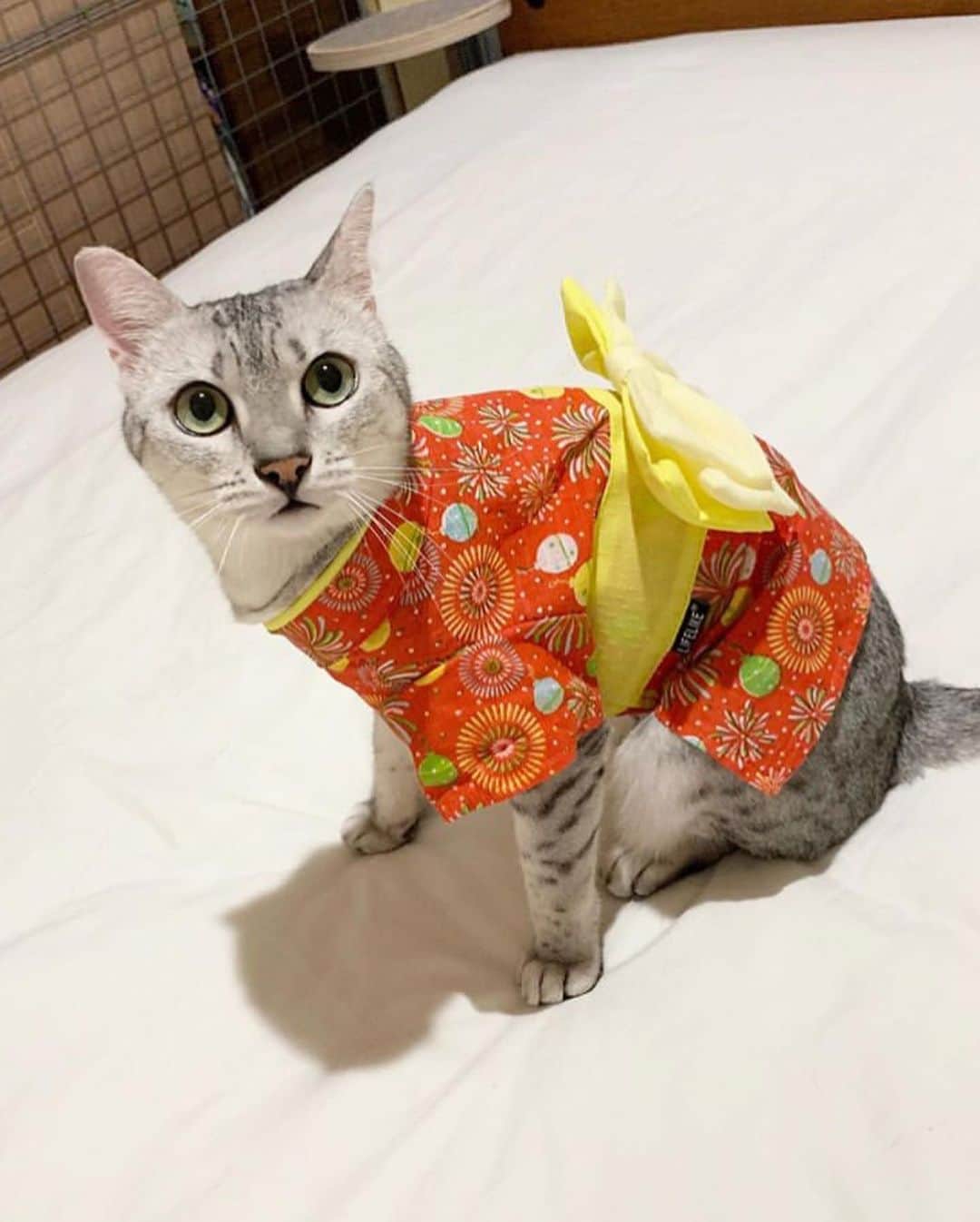 ねこさんのインスタグラム写真 - (ねこInstagram)「【#ねこは人を笑顔にする】❣️ わぁ〜😻✨浴衣可愛いなぁ👘一緒に花火大会行きたいなっ🎇✨ @l.e.h.c.4angelos さん、ありがとう🐥💕 #Repost @l.e.h.c.4angelos with @make_repost ・・・ ちぃにゃ💛 浴衣着てみた😆 ちぃにゃは、顔の周りとか、腰下とか、目に入る位置にひらひらがあると興奮したり暴れたりとかして、かじかじしちゃうんだけど、視界にひらひらがなかったら、お洋服が着られます❤️🧡💛 ちぃにゃに着せたいのがたくさん売ってて、最近、仕事帰りにいつもペットショップ寄ってました🤣 夏物処分セールやらないかなー🙄って😅 で、半額になったぞ！って、買い込んできたのが3枚目😂😂 50%offでも、5着で¥8800の散財でした🤣 まあいっか。 それにしても、ANNA SUIとかメゾピアノとか、ペット服まで出してるのねー、可愛いけど😅 とりあえず、ペット用品専門のLIFELIKEの浴衣で、#火わいいにゃん祭 に行ってきます🐾 ・ ・  #猫 #ねこ #エジプシャンマウ #ペコねこ部 #nekoclub #NEKOくらぶ #nyancon01 #sippoストーリー #catsofinstagram #catstagram  #猫後頭部倶楽部 #火わいいにゃん祭盛り上げ隊 #エジプシャンマウの仲間たち #peco迷子ゼロ #peppyフォト部 #シマホネコダスケ #おうち時間わんにゃん広報部 #ペットとずっと #ねこは人を笑顔にする #いぬすたねこすたグランプリ #カレンダー倶楽部 #レッドハートアンバサダー #リビングペット  #リビングペットかまってちゃん #まいにちニャーニャー  @himekuri_nyanko  #2020年は猫年 #ささつみ記念写真館  #くうぴんに届け特大元気玉」8月18日 16時02分 - neko_magazine